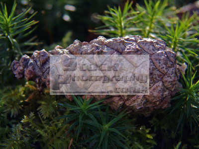 Scots Pine Wood. fallen scots pine pinus