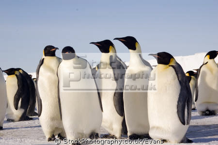 Images Of Penguins In Antarctica. group emperor penguins