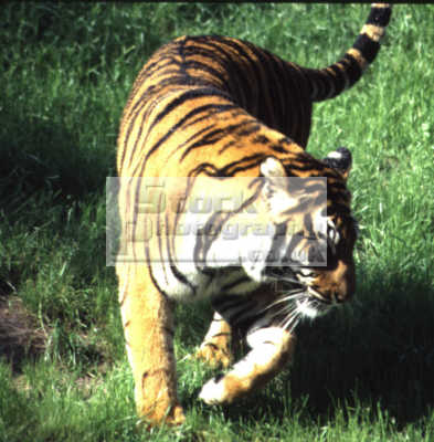 Tiger move African Animals